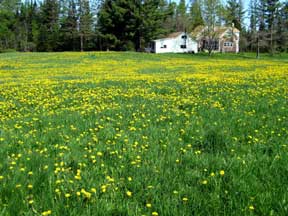 photo of a field